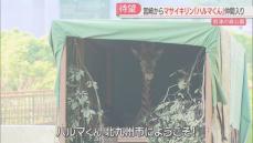 「ちょっと怖がり」キリンのハルマが北九州市に来た「ゆっくりでいいよ」スムーズに獣舎へ　福岡