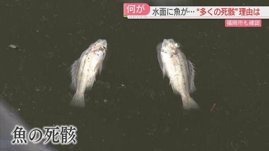 【何が】福岡市中央区の川で魚が死ぬ　周辺で異臭　市が調査　博多湾の赤潮が影響？　猛暑との関連は