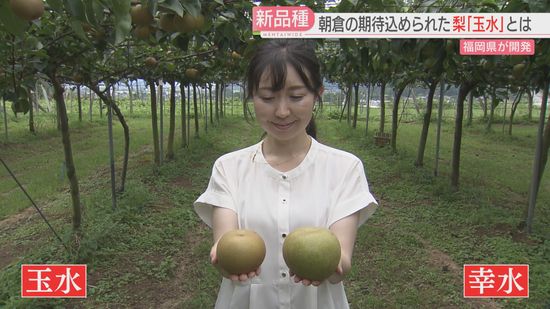 【期待】小ぶりで甘い！　福岡県が10年かけて開発した梨「玉水」とは　主力品種「幸水」と比べてみた