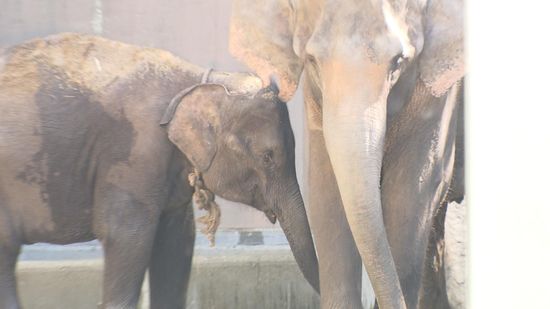 【詳しく】ゾウ4頭が到着　オリから鼻　親子ゾウは寄り添って元気　ミャンマーから福岡まで飛行機で4000キロの旅　福岡市動物園