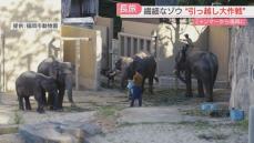 ゾウ4頭がやってきた！　遠くから姿を見ることも　ギフトコーナーにはグッズ登場　福岡市動物園