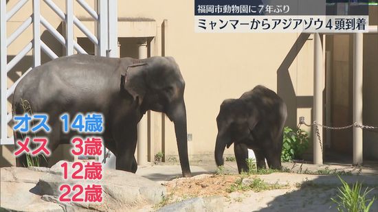 4頭のゾウが福岡市動物園に　姉妹都市ヤンゴンから到着　一般公開は早くて10月末　