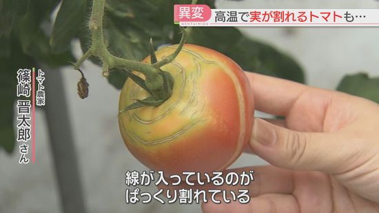 【異変】「暑すぎる」トマトにひび割れ　夏野菜が高い　例年の1.5倍～2倍に　連日の猛暑の影響広がる　福岡