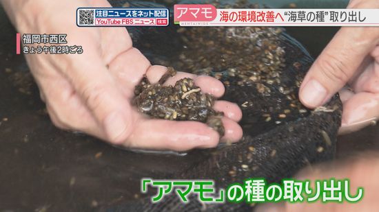 【博多湾】魚の隠れ家や産卵場所になる「アマモ」を増やす　手作業で種の取り出し　海の環境改善 目指し　福岡