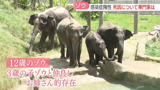 【一夜明けて】急死したゾウは「お姉さん的な存在」だった　来園者は献花台で別れ惜しむ　死因について専門家は　福岡市動物園