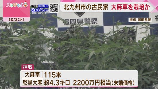 北九州市若松区の古民家　大麻草栽培の疑い　乾燥大麻など押収　10人摘発