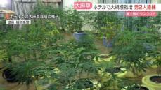 営業中のホテル最上階のワンフロアで大量の大麻草を栽培した疑い　乾燥大麻4500万円相当を押収　北九州市