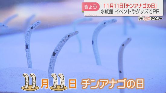 【癒し】ゆらゆら揺れてエサをパクリ　11月11日は「チンアナゴの日」　“臆病な性格”食事が終わるとすぐ砂の中へ　グッズも充実　福岡