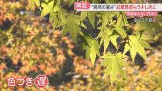 【影響】九年庵は3～4割　雷山千如寺は5割　異例の暑さで紅葉の名所で色づきに遅れ　移り変わりを楽しんで