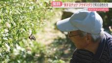 【カメリポ】小学校がなくなった山あいの地区　跡地に「旅するチョウ」アサギマダラを呼びたい　住民たちの奮闘　福岡