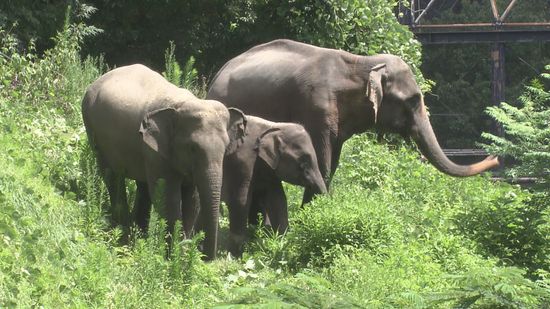 福岡市動物園のアジアゾウ　4頭名前決まる