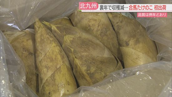 北九州市の高級食材「合馬たけのこ」出荷が始まる　裏年で収穫減るも品質は例年どおり