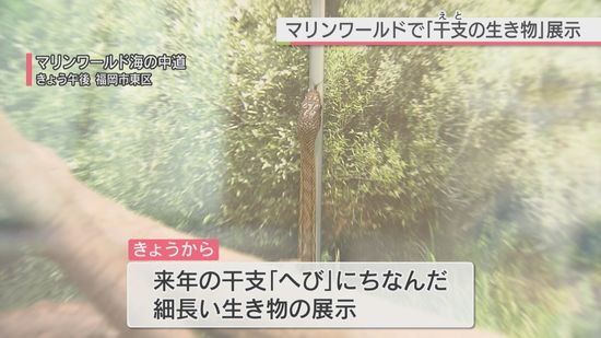 マリンワールド海の中道　へび年にちなみ「にょろにょろした」生き物を展示　