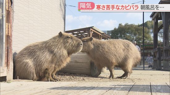 【春の気配】寒さが苦手なカピバラの赤ちゃん　温かいお風呂を用意すると…