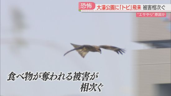 「とられた瞬間に引っかき傷」大型の鳥トビに食べ物を奪われる被害相次ぐ　公園でのエサやりが原因か