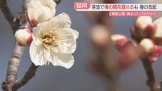 舞鶴公園で梅の花が咲かず「まつり」は延期に　寒波から一転　福岡市で9日ぶり10℃を超える