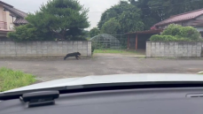 【動画】矢吹町の民家に子熊1頭が逃げ込む様子…撮影者は車の中にいてけがなど無し　矢吹町・福島
