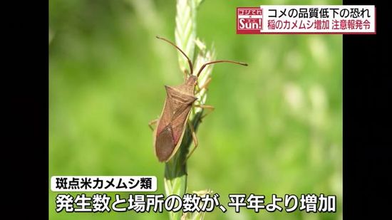 コメの品質低下が心配に…福島県内に稲のカメムシ注意報発令