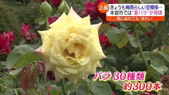 三連休の最終日は梅雨らしい天気　福島・本宮市の観光庭園で夏バラが見頃　7月いっぱい