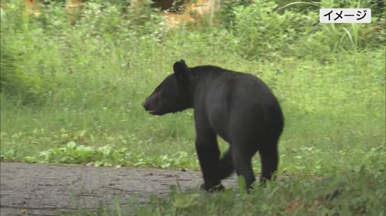福島市の果樹園内に体長約1メートルの熊…人的、物的被害は確認されていない　福島