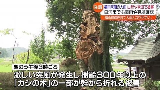 樹齢300年以上のカシの木が幹から…県内でも被害　福島・白河市