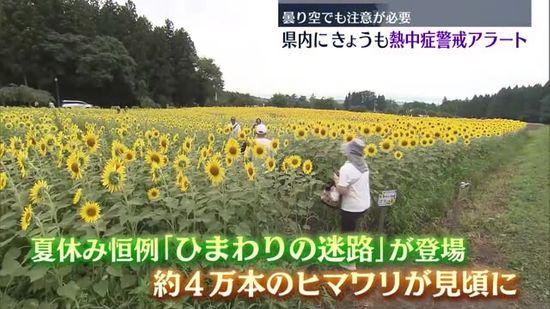 「難しかったけど面白かった」猪苗代町で夏休み恒例ひまわり迷路　福島県内に熱中症警戒アラート発表