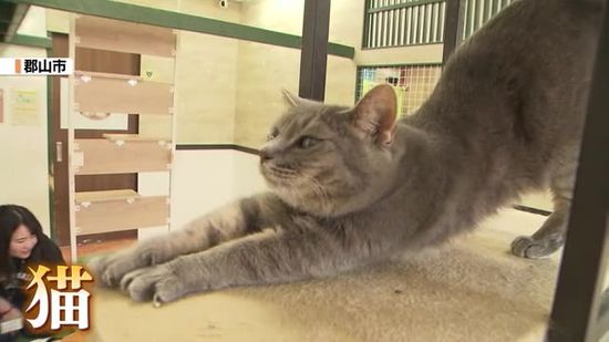 「1匹1匹が幸せに」保護猫カフェが始めたキッチンカー　車体にも猫！大判焼きにも猫！