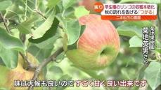 秋の訪れ！早生種のリンゴの収穫始まる　福島・二本松市