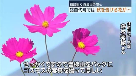 10月の暑さの記録塗り替えか？福島市で最高気温32度を予想するなか秋を告げる花が