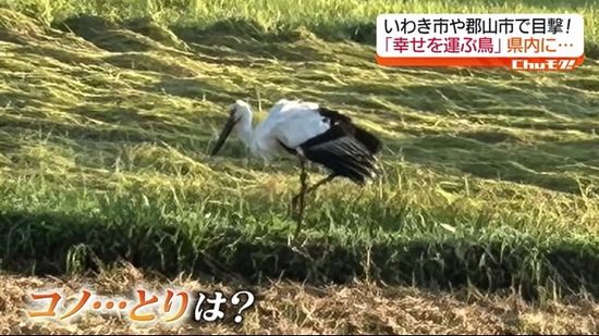 「幸せを運ぶ鳥」福島県内にも飛来か？絶滅したはずのコウノトリ目撃情報相次ぐ　