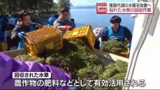 猪苗代湖の水質を改善！枯れた水草の回収作業・福島