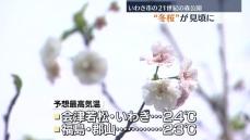 いわき市の21世紀の森公園で冬桜見ごろに　春と秋に楽しめる二季咲きの桜・福島県