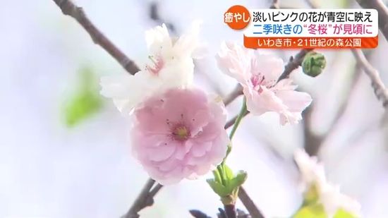 可憐な花咲かせる！二季咲きの“冬桜”が見頃に　福島・いわき市