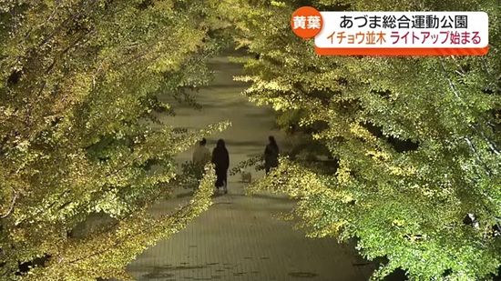 116本のイチョウ並木　福島市のあづま総合運動公園でライトアップ始まる・福島県