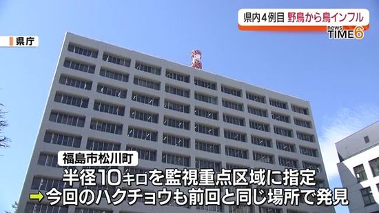 福島市で衰弱したハクチョウ見つかる　県内４例目の鳥インフル