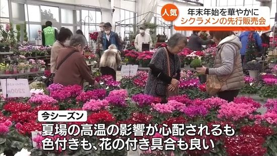 「良い年末と新しい年を」色づきも良い！“年末の花”シクラメンの販売会　福島・会津若松市