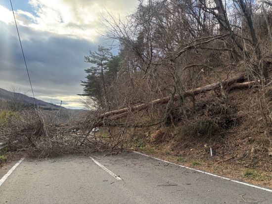 【道路情報】川俣町山木屋の国道459号が倒木のため通行止め・福島県