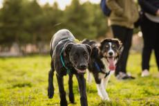 日本には過去、「犬税」があったって本当？