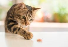 わが家に「お猫様」をお迎え！ キャットフードは高いものを選ぶべき？ 食費の平均は？