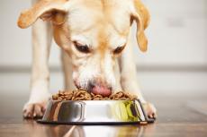 「愛犬は家族」だからこそ食べるものにもこだわりたい｜高級ドッグフードおすすめ3選