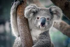 【かわいいけれど家では飼えない？】動物園・水族館の人気者たちの食費事情とは