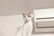 猫の健康のために「エアコン」をフル稼働！「除湿器」も使ったほうがいい？ 電気代はどのくらいかかるの？