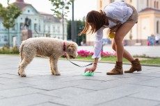 「犬のフンの不始末」はマナー違反なのか？法律違反なのか ？