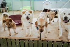 ご近所さんは犬を5匹飼っています。どれくらいの「年収」があれば多頭飼いが可能なのでしょうか？