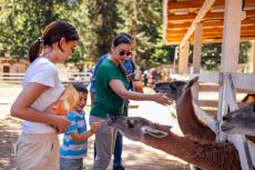 動物園の「年間パスポート」の購入を検討しています。家族3人で2〜3ヶ月に1度のペースで来園した場合、どれくらい節約できるでしょうか？