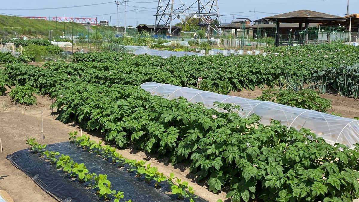 家の近所に「市民農園」がオープンしました。夫が「最近は野菜も