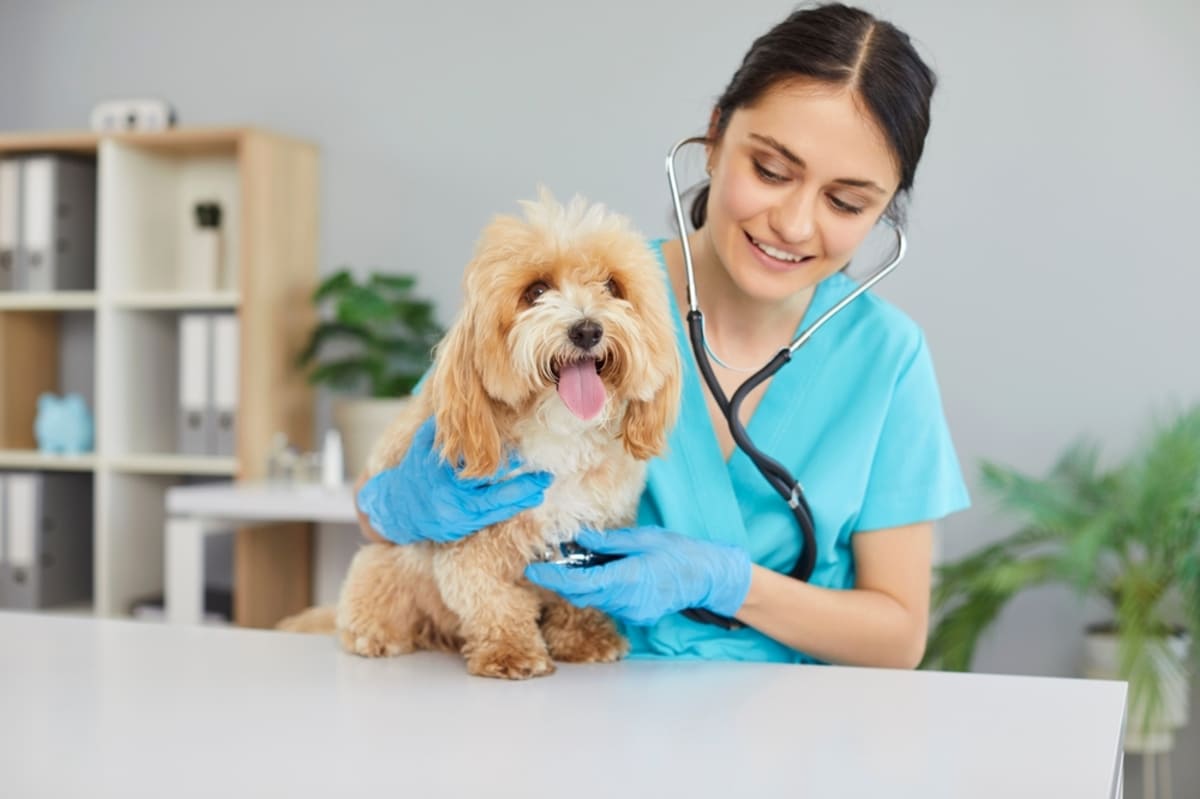 最近、愛犬の「動物病院代」が高くなった気がします。年間の治療費は「約9万円」かかるケースも？ ペットの治療費は値上がりしているのでしょうか？｜Infoseekニュース