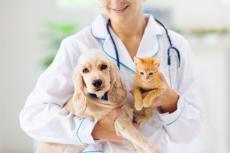 犬や猫などペットの飼育費用はどのくらい？ 病気になったら治療や入院にいくらかかる？