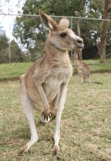 椎名誠の街談巷語　物流で本物のカンガルー、ピューマ便で巨万の富！？　対動物「挨拶コトバ」韓国はエラソーさなく、スペインは可愛い…電話のよびかけ