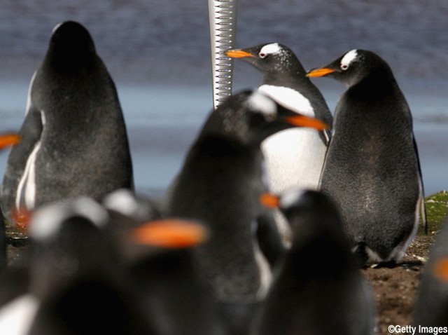 ペンギンのジニーがFA杯決勝でアストン・ビラの勝利を予想